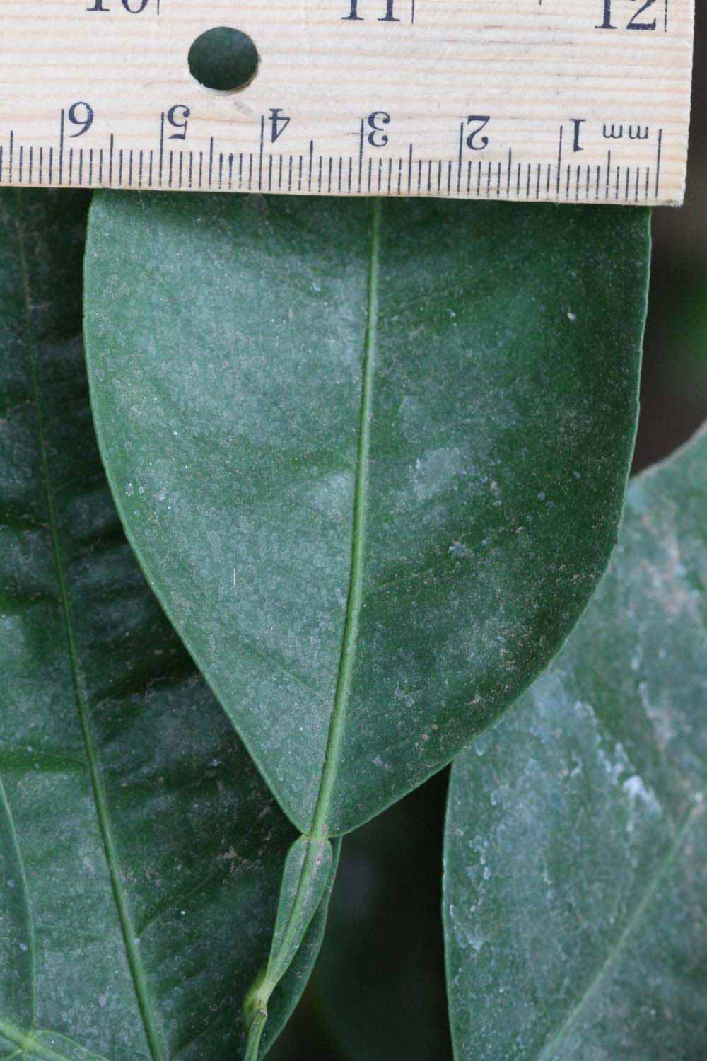              Unifoliolate leaf (Riverside, CA)       